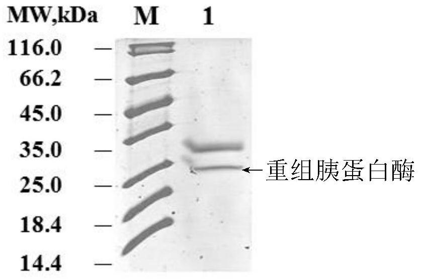 Pig trypsinogen mutant and expression thereof in pichia pastoris