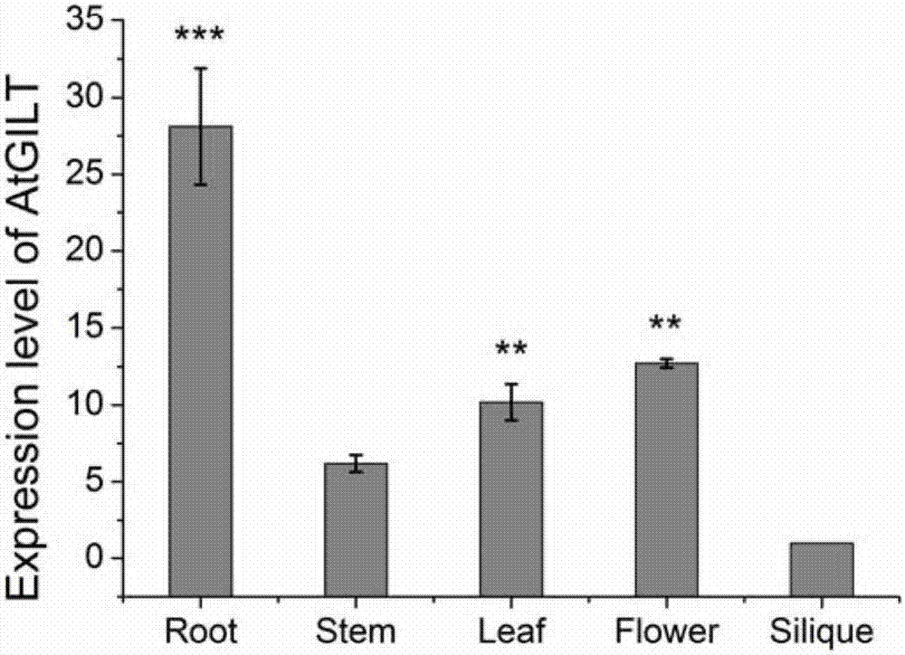 Arabidopsis thaliana gamma-INF induced lysosome thiol reductase gene and application thereof