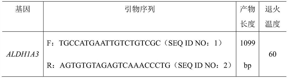 Molecular marker capable of affecting abdominal fat percentage of chicken, and application of molecular marker