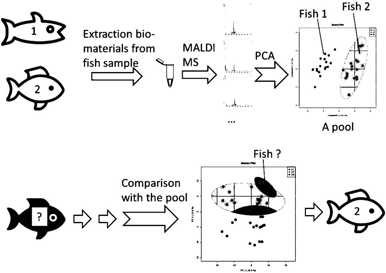 Rapid classification and identification method for sea foods in close genetic relationship