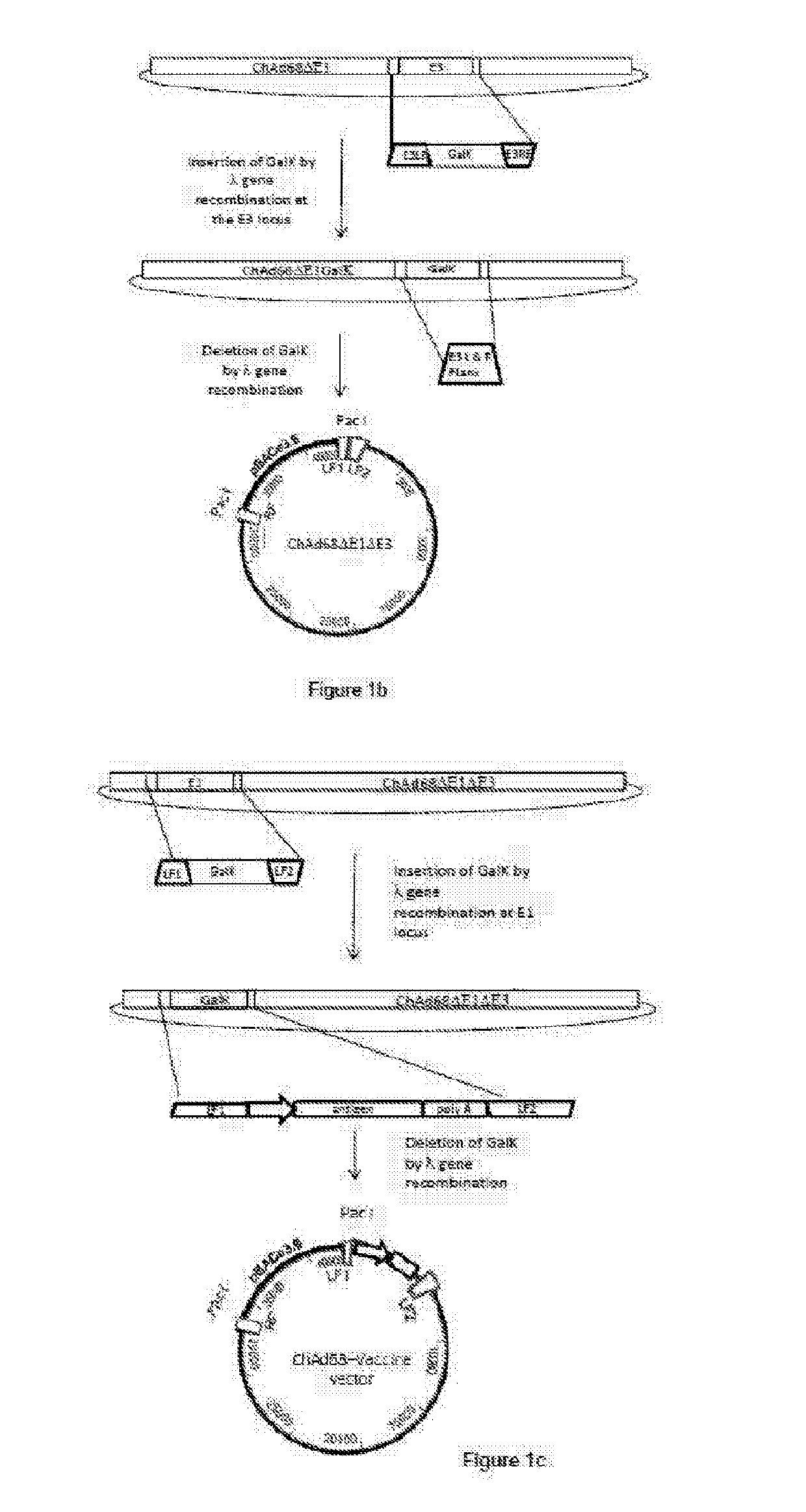 Adenoviral Vector