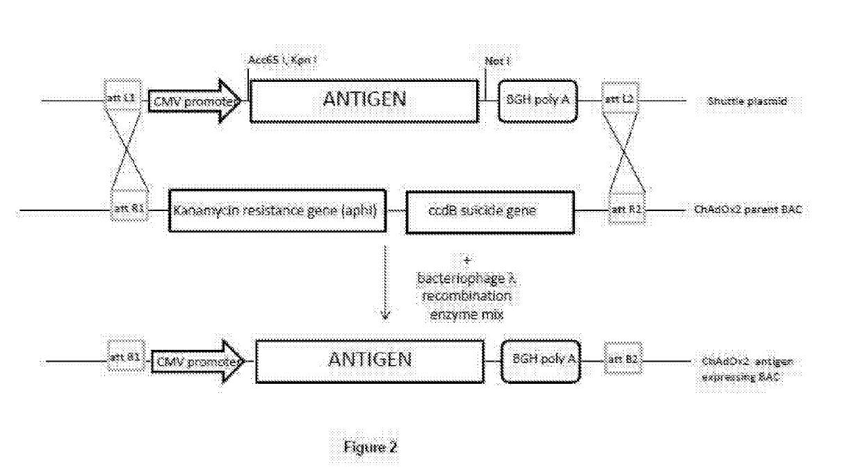 Adenoviral Vector