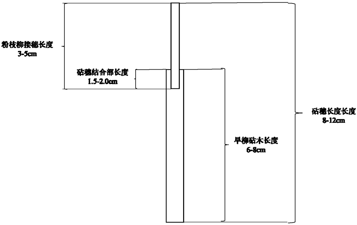 Method for improving asexual reproduction survival rate of salix rorida