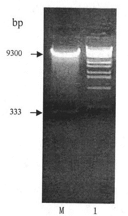 Modification of echinococcus granulosus EG95 protein, and expression thereof in yeast