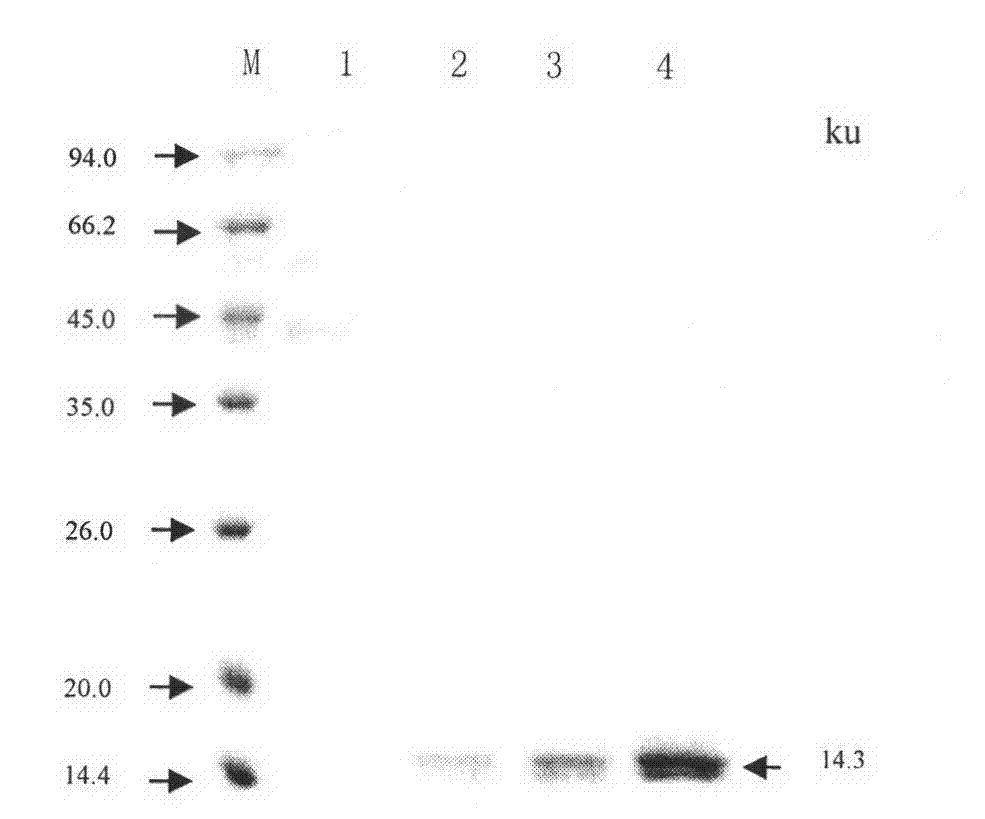 Modification of echinococcus granulosus EG95 protein, and expression thereof in yeast