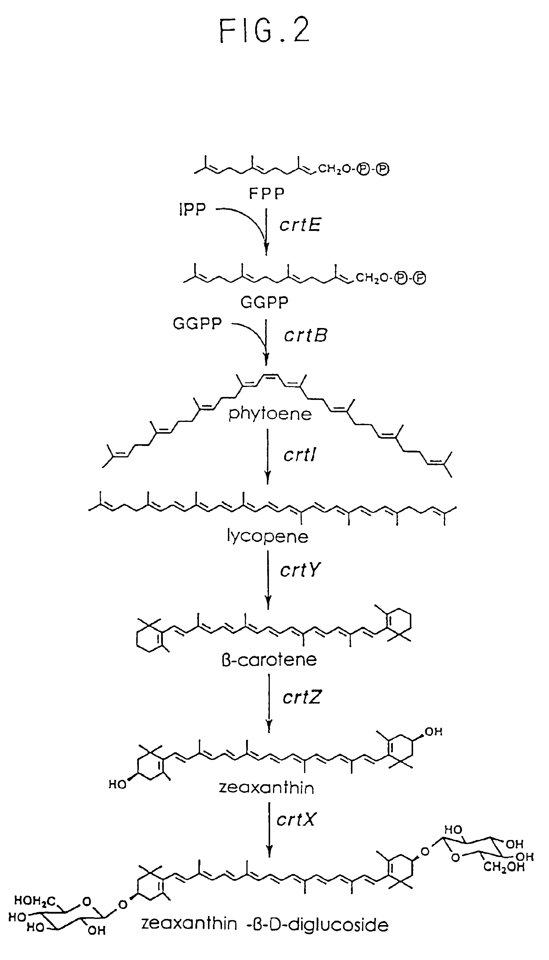 Methods of producing carotenoids using DNA molecules encoding isopentenyl pyrophosphate isomerase