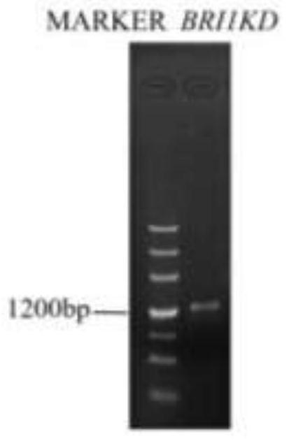 Application and method of bri1 in plant immune signal verification