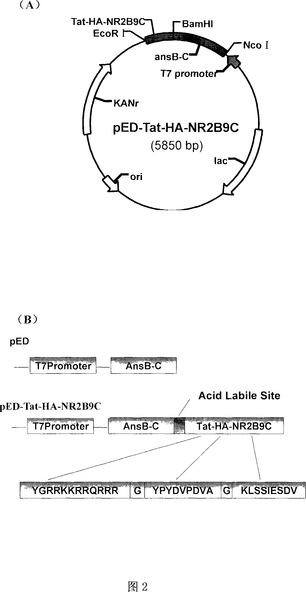 Polypeptide analogue for blocking NR2B signal path and preparation method and medical usage thereof