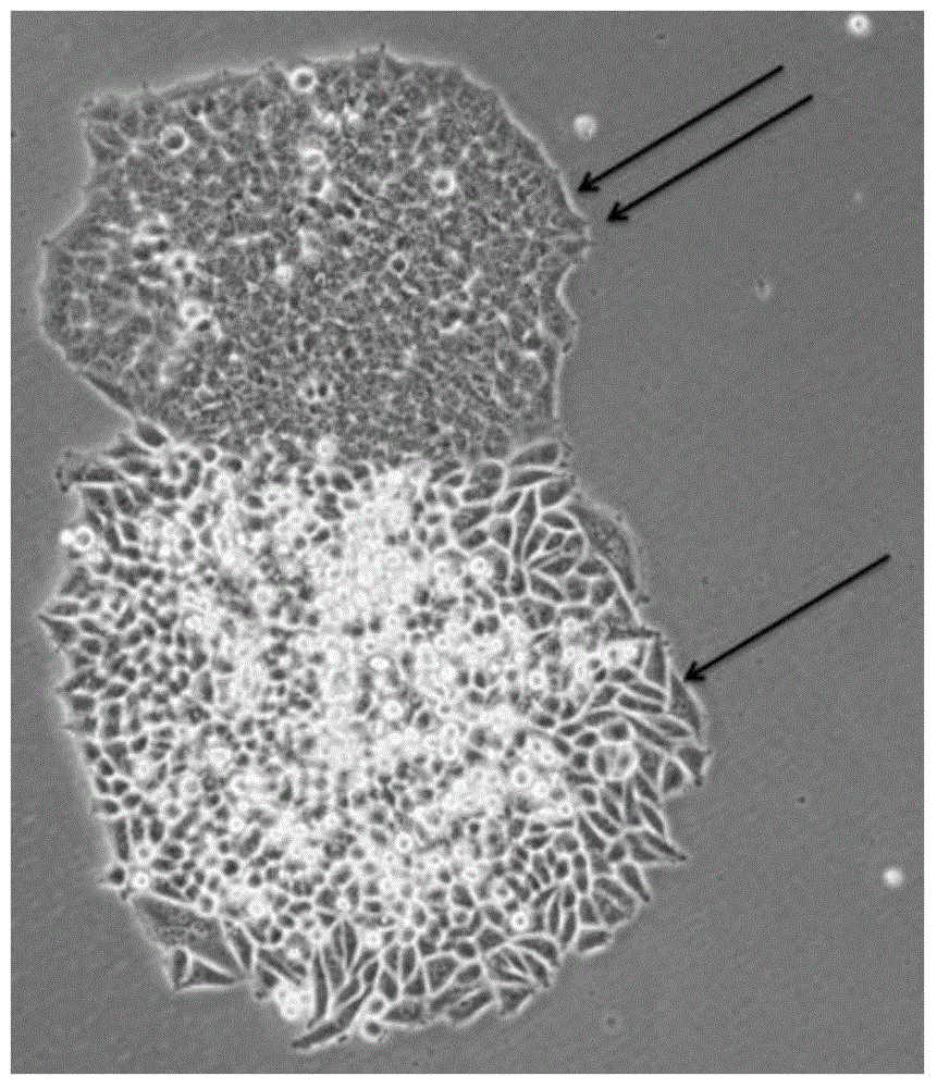 A method for isolating tumor stem cells