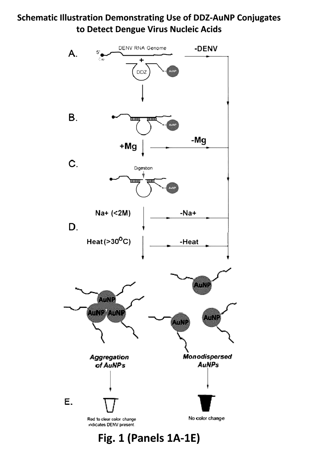 Dnazyme-nanoparticle conjugates and methods of use thereof