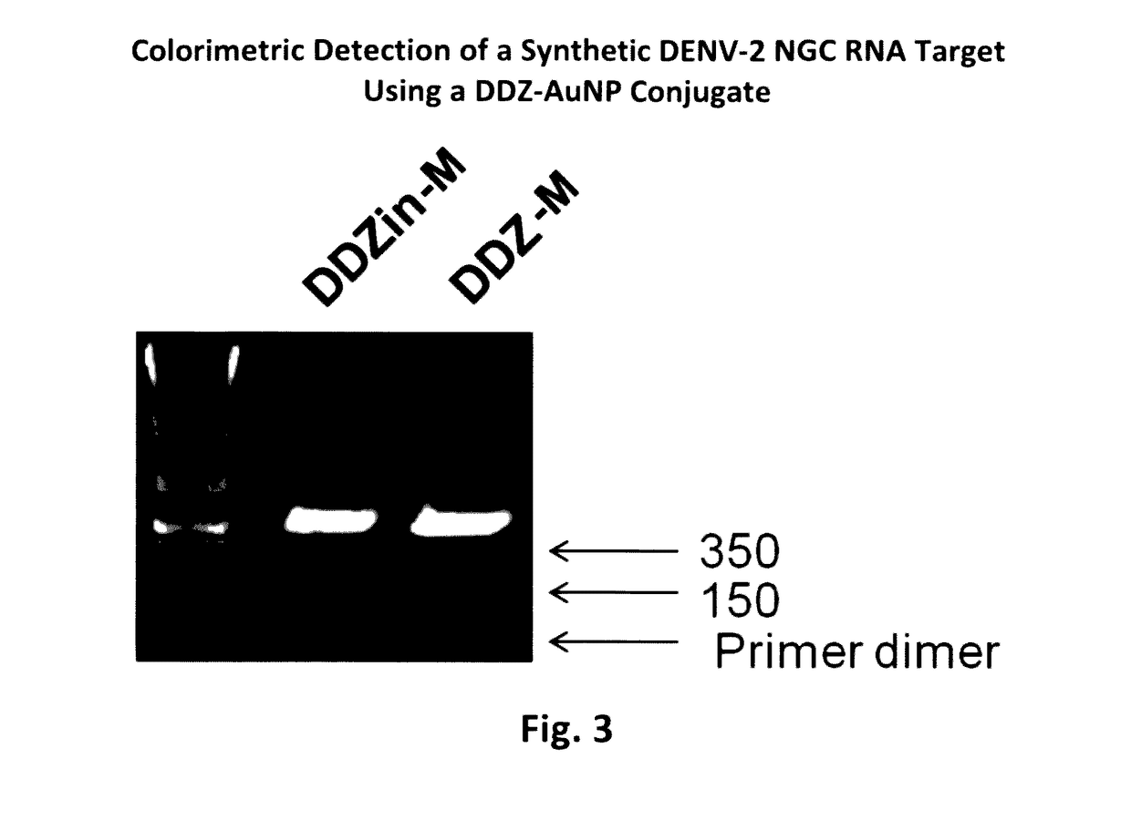 Dnazyme-nanoparticle conjugates and methods of use thereof