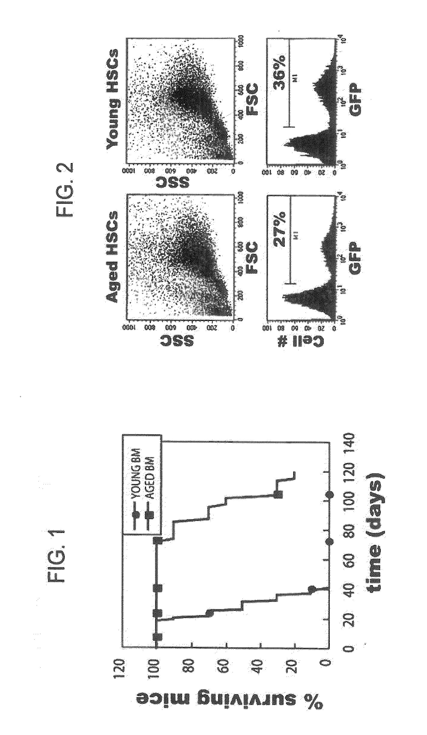 Conditionally immortalized long-term stem cells and methods of making and using such cells
