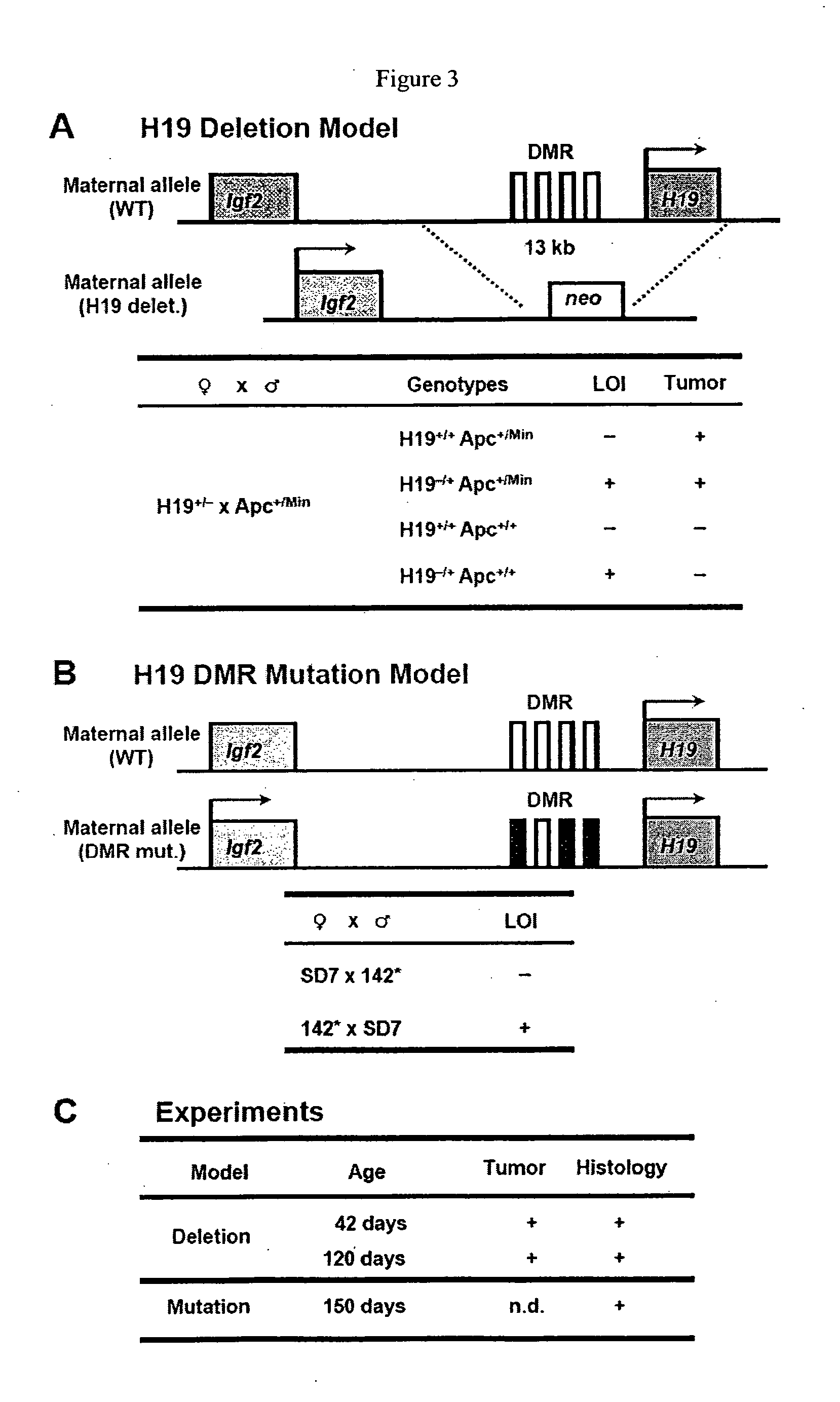Methods of screening for cell proliferation or neoplastic disorders