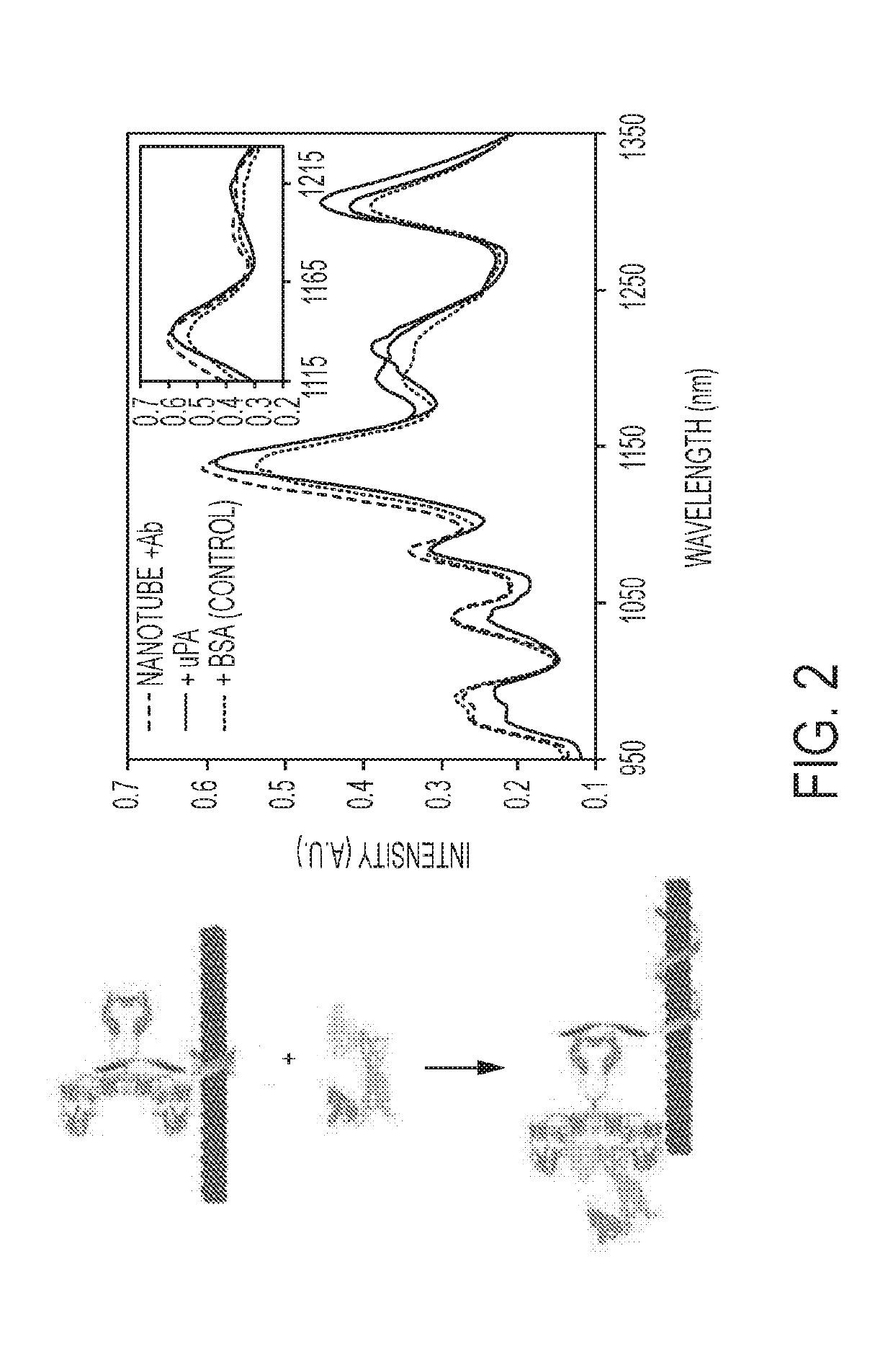 Swcnt-dna-antibody conjugates, related compositions, and systems, methods and devices for their use