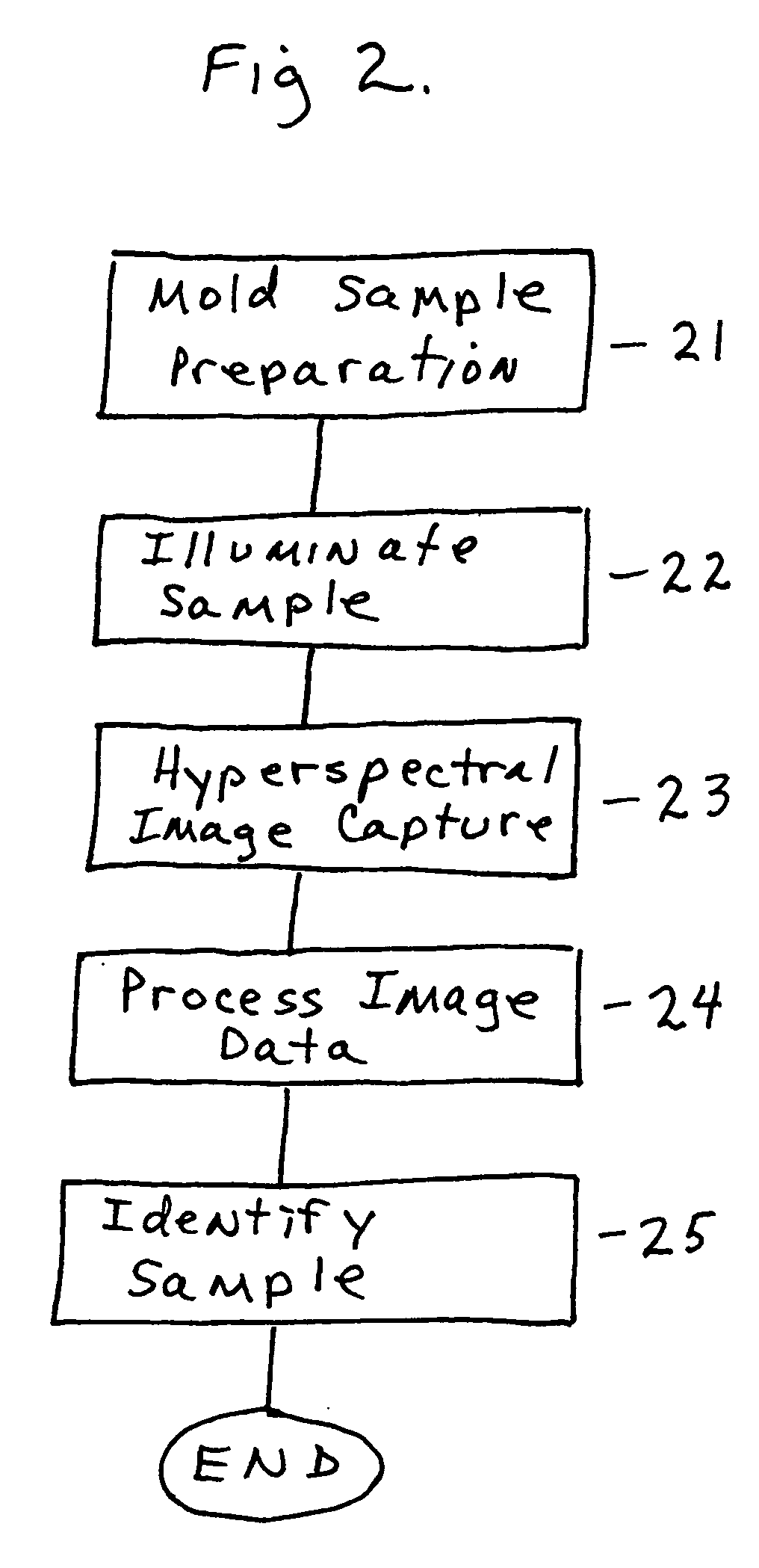 Method and apparatus for non-invasive rapid fungal specie (mold) identification having hyperspectral imagery