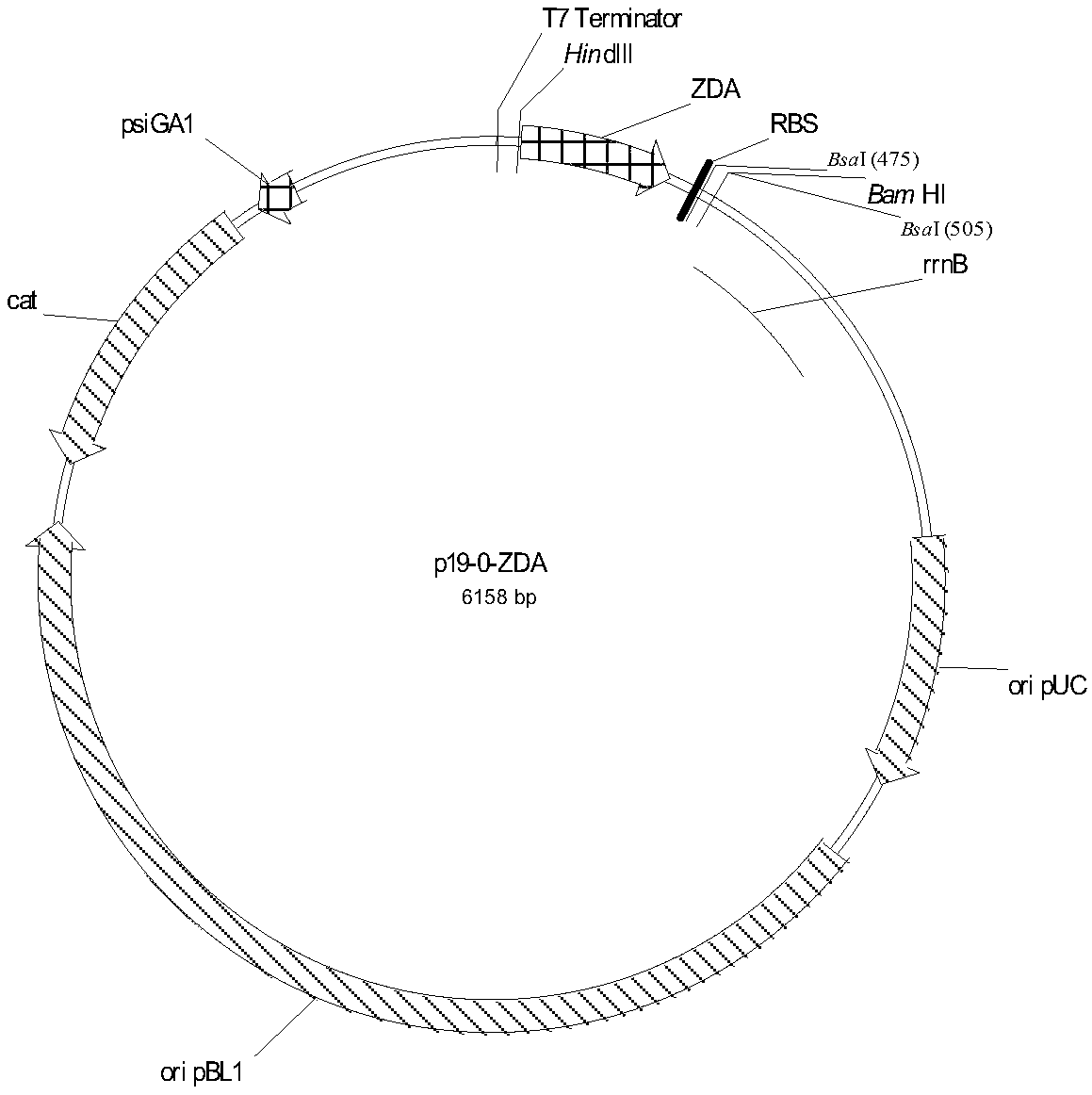 Operon, carrier thereof and application thereof