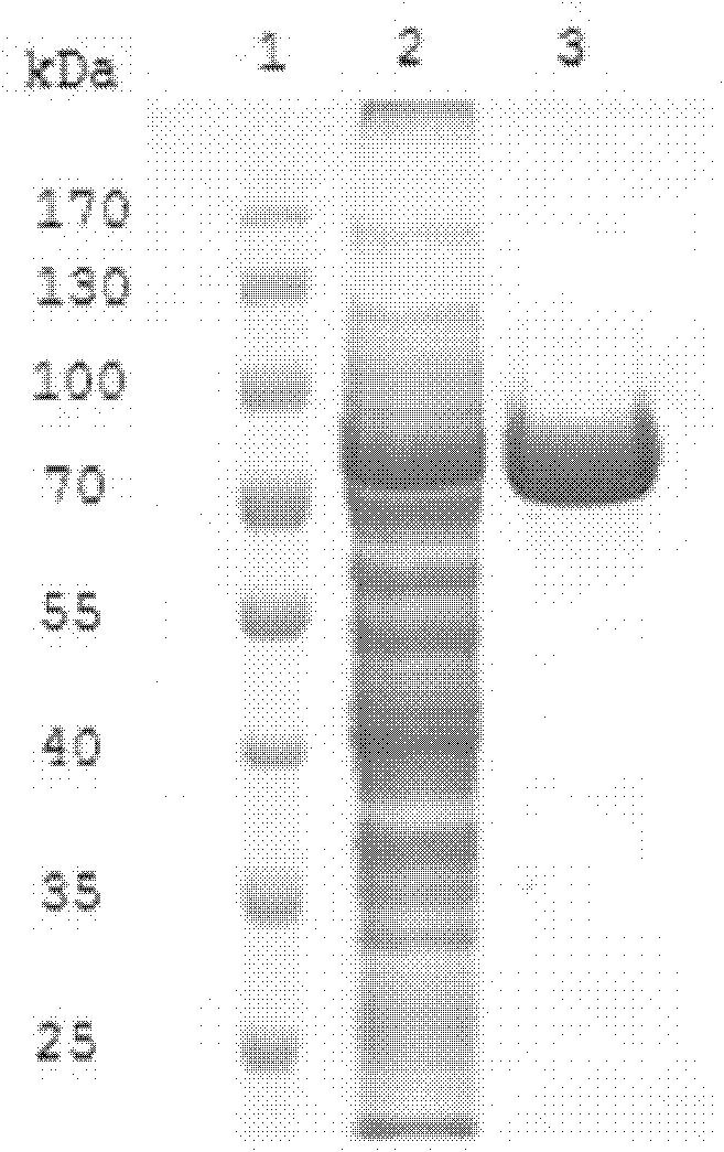 Alpha-galactosidase, and coding gene and application thereof