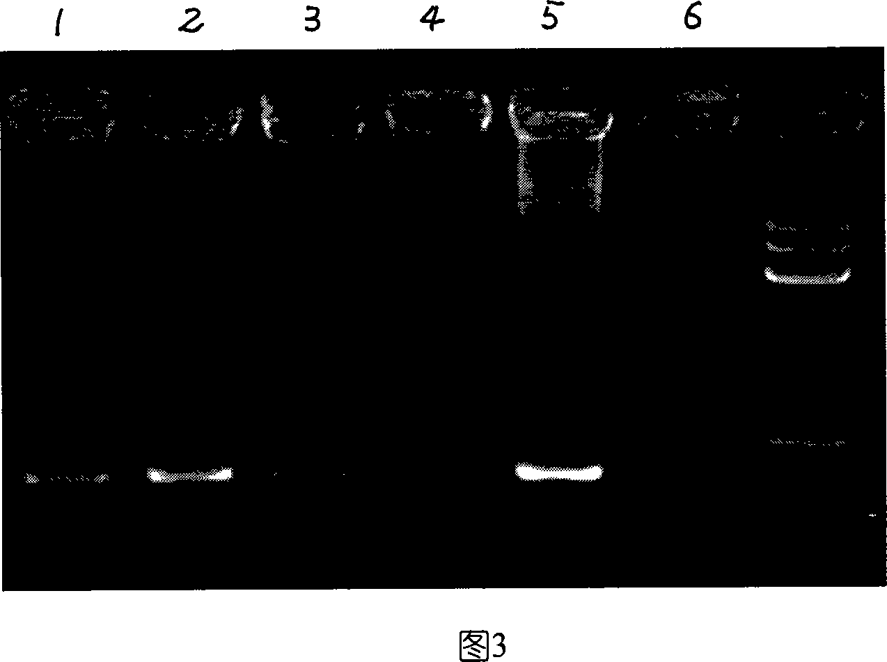 Kit for extracting DNA for sampling in minute quantities without wound, and method for extracting DNA