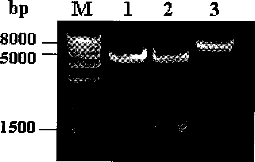 Method for improving secernment efficiency of recombined protein
