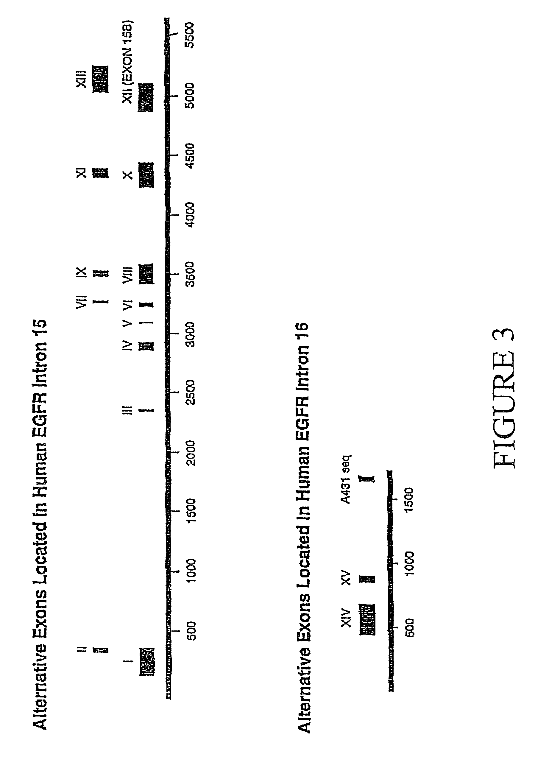Soluble epidermal growth factor receptor-like proteins and their uses in cancer detection methods