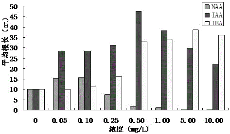 A method for promoting the rapid growth of bamboo buds and roots