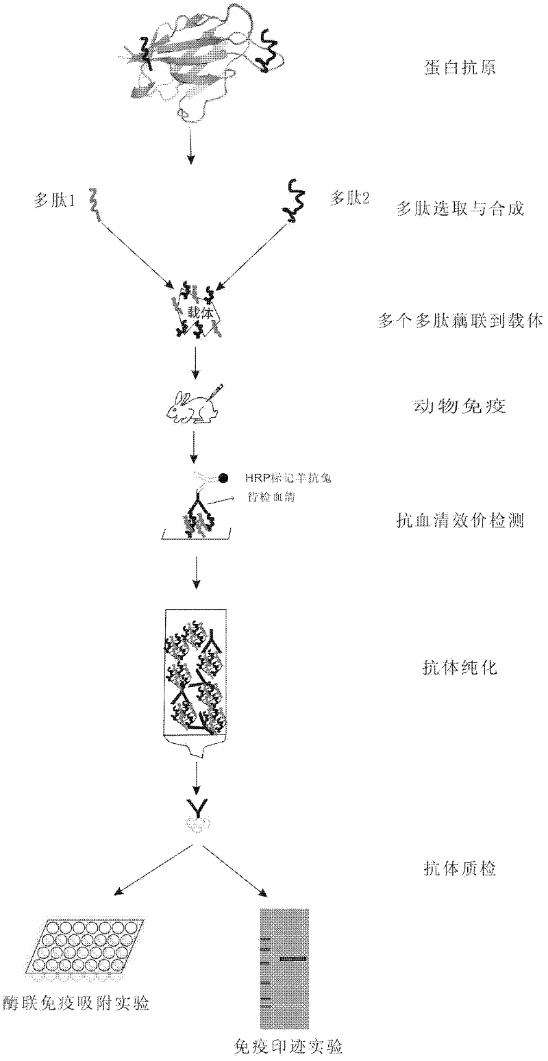 Method for producing antibody by coupling multi-polypeptide epitope of protein antigen with carrier