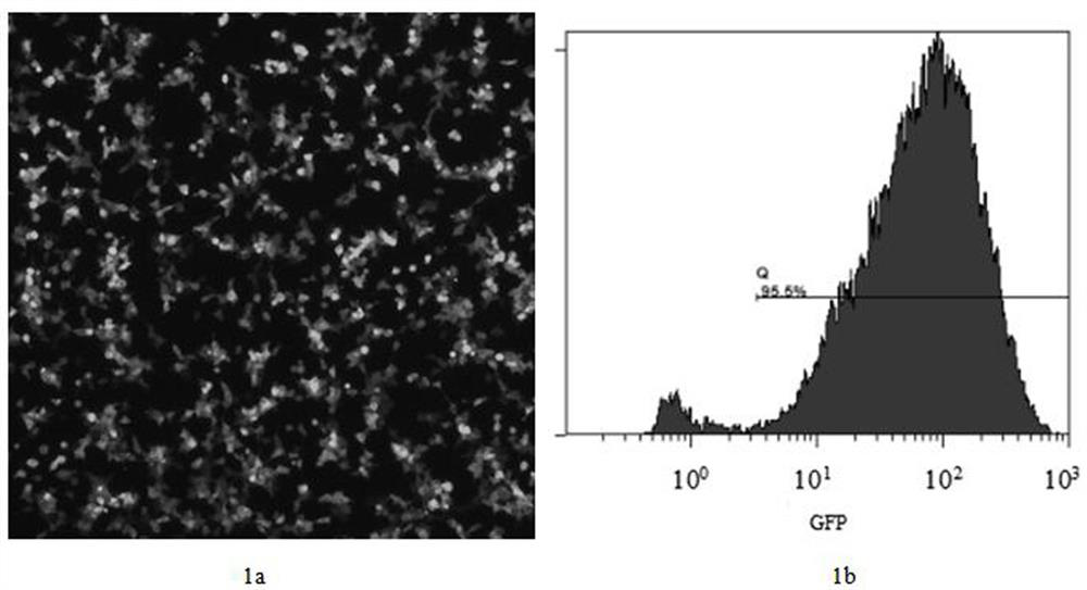 Human PD1 gene sgRNA with high knockout rate, plasmid containing sgRNA and T cell