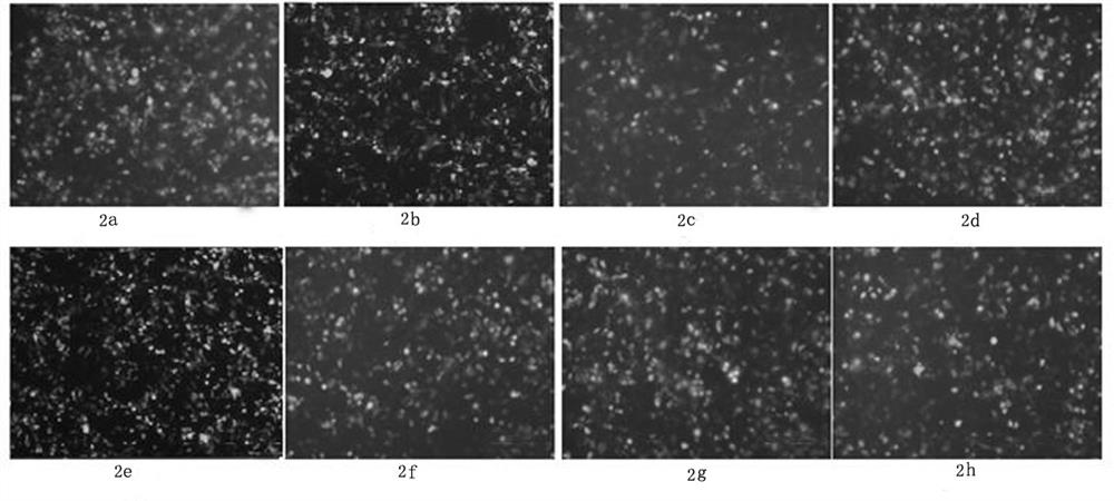 Human PD1 gene sgRNA with high knockout rate, plasmid containing sgRNA and T cell