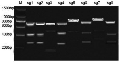 Human PD1 gene sgRNA with high knockout rate, plasmid containing sgRNA and T cell