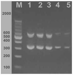 Multiplex PCR detection primers and multiplex PCR detection method for Escherichia coli O&lt;157&gt;