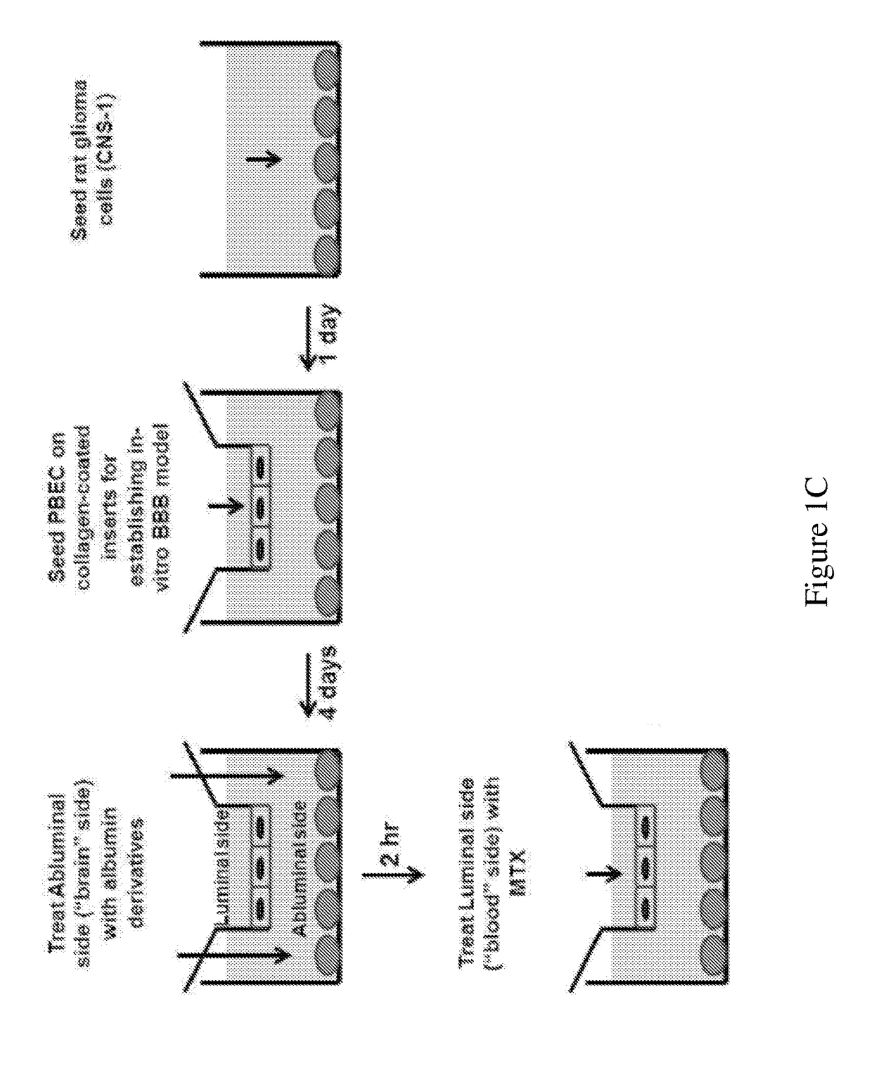 Blood-brain barrier disrupting agents and uses thereof