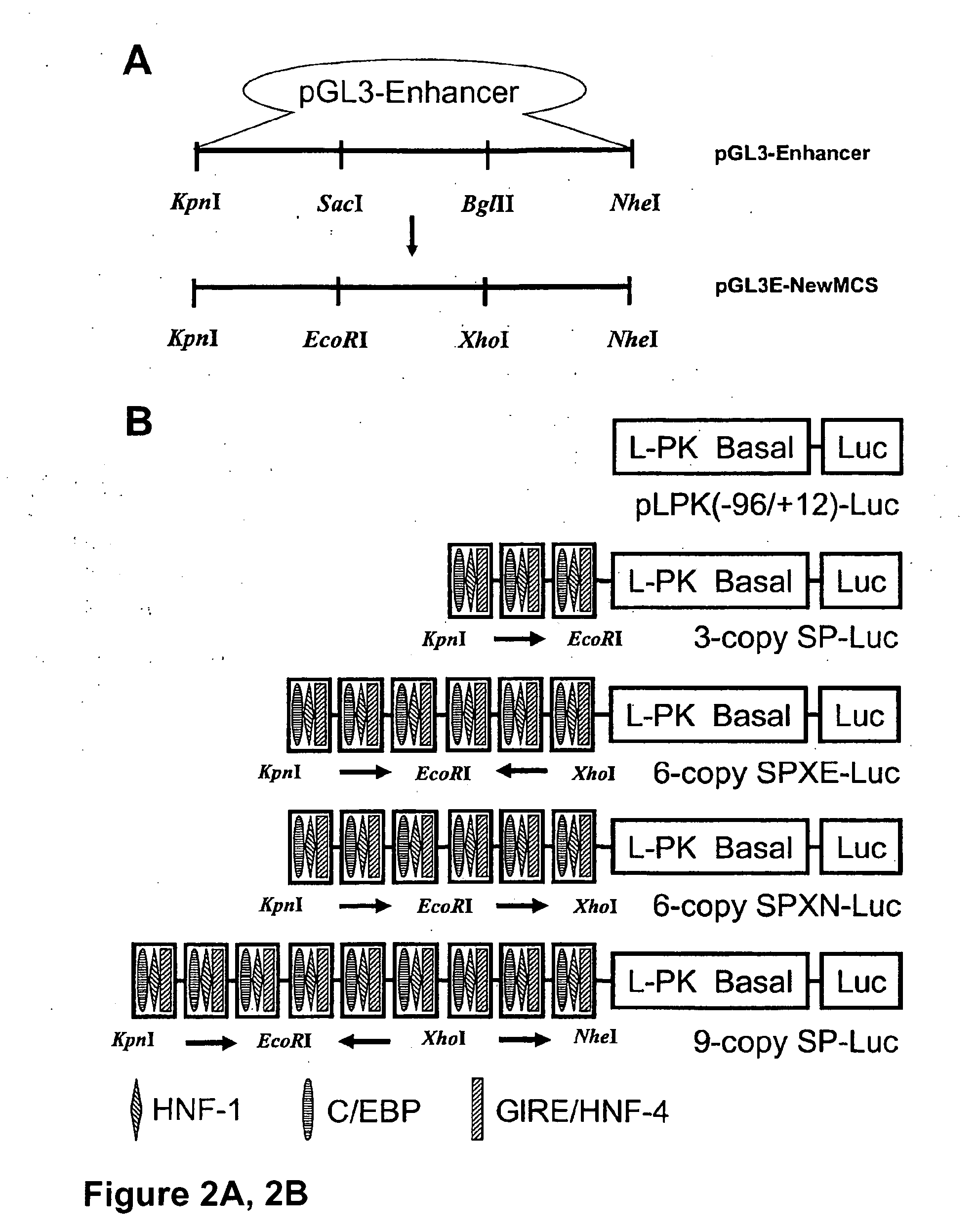 Glucose inducible insulin expression and methods of treating diabetes