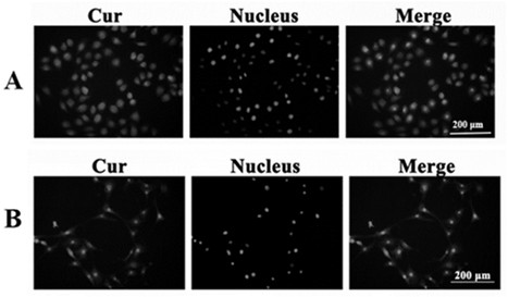 A drug carrier with dual targeting function of tumor cells and tumor-related fibroblasts, preparation method and application