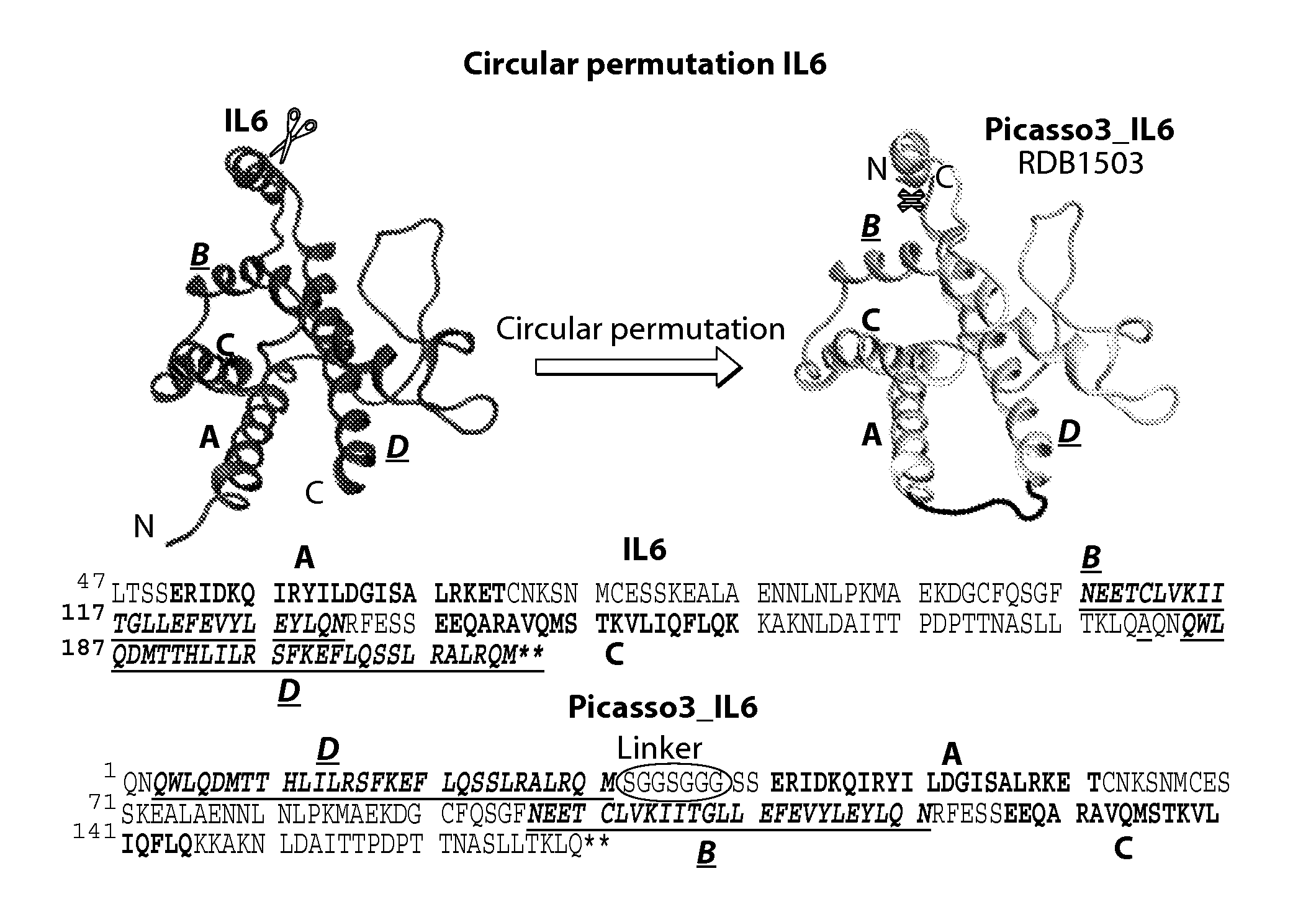 Ligands Modified by Circular Permutation as Agonists and Antagonists