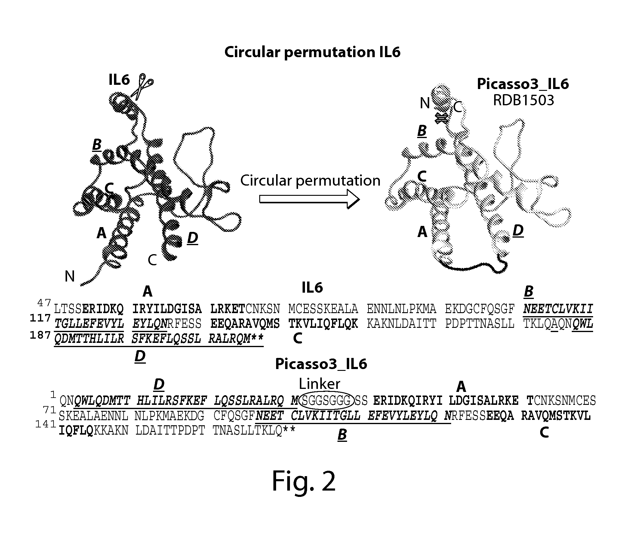 Ligands Modified by Circular Permutation as Agonists and Antagonists