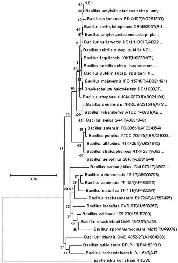 A bacterial-enzyme combination preparation containing Bacillus subtilis strain xp and its application in accelerating starch degradation in tobacco flakes