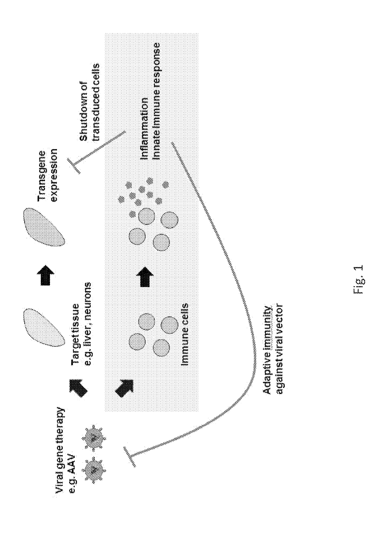 Engineered viral vector reduces induction of inflammatory and immune responses