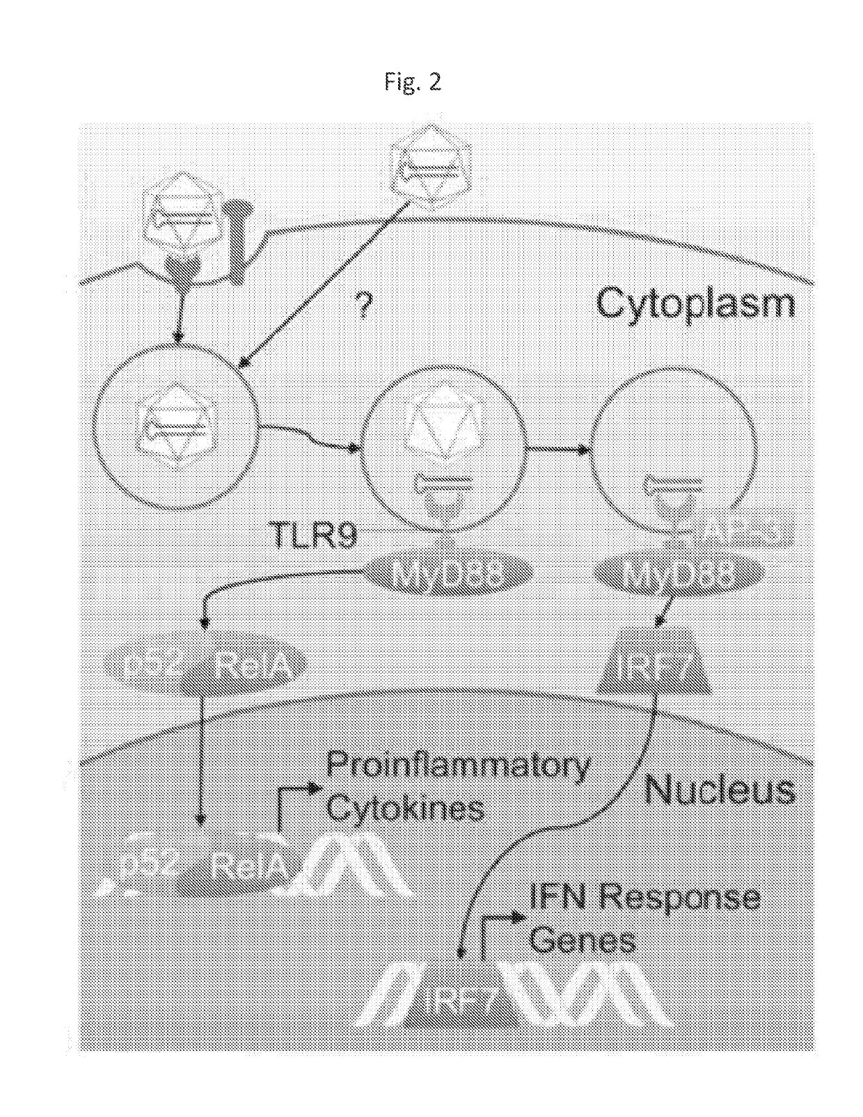 Engineered viral vector reduces induction of inflammatory and immune responses