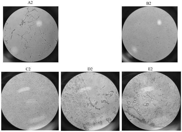 Potassium hydrogen persulfate compound disinfectant and application thereof