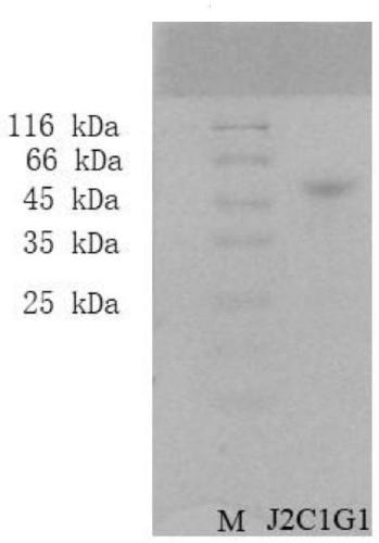 Beta-1,3 endo-glucanase with immune-enhancing activity andfrom Arca inflata Reeve and coding polynucleotide of beta-1,3 endo-glucanase