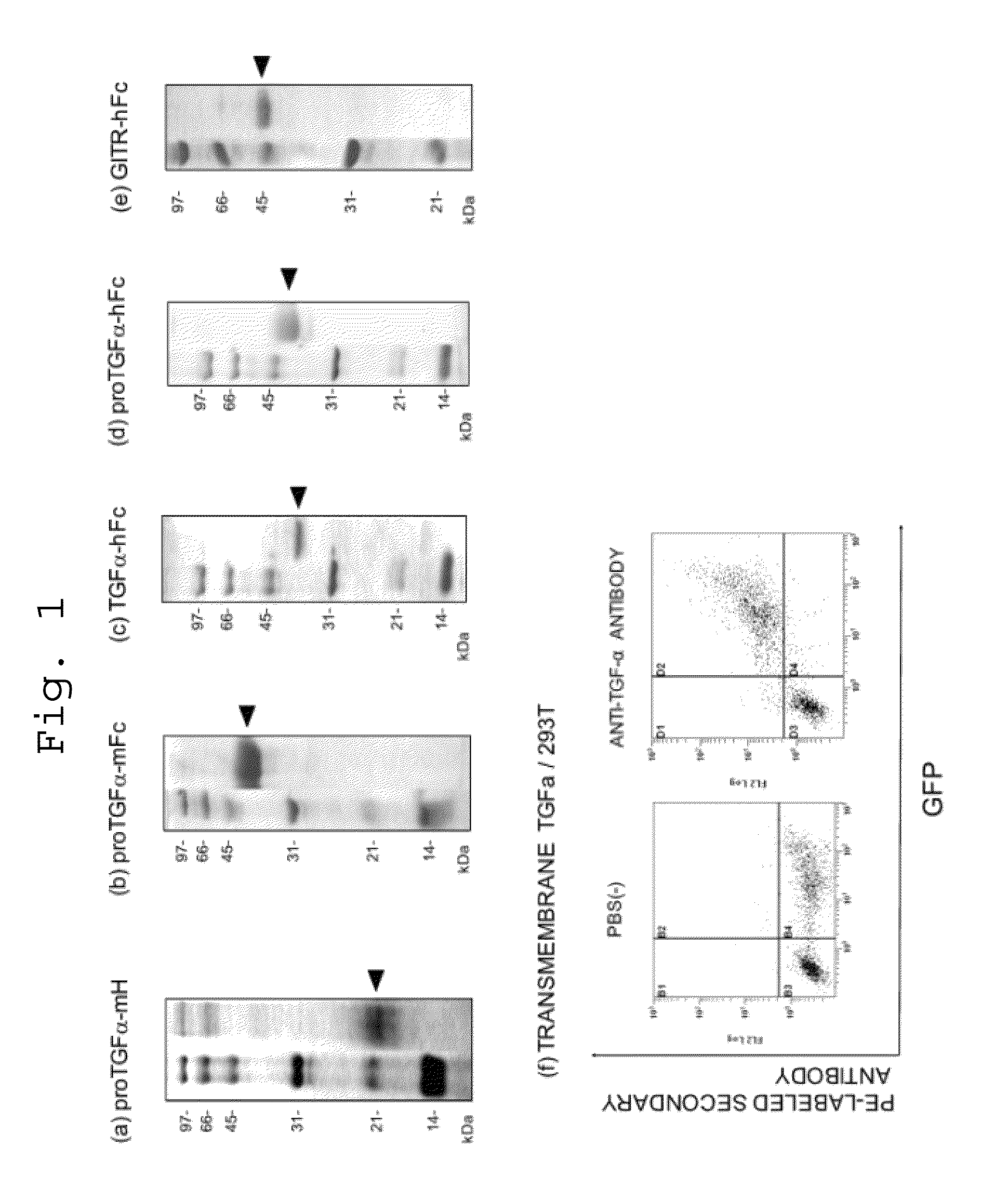 Antibody being capable of binding to transforming growth factor alpha and having growth-suppressing activity on cancers having ras gene mutation