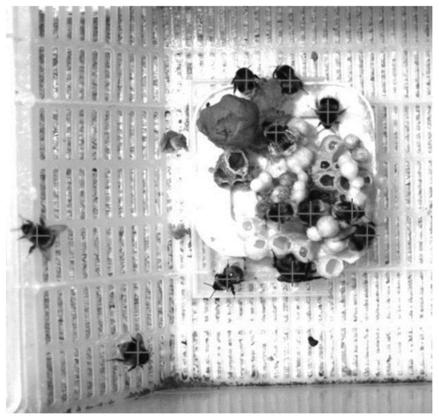 Bee counting method and device and electronic equipment