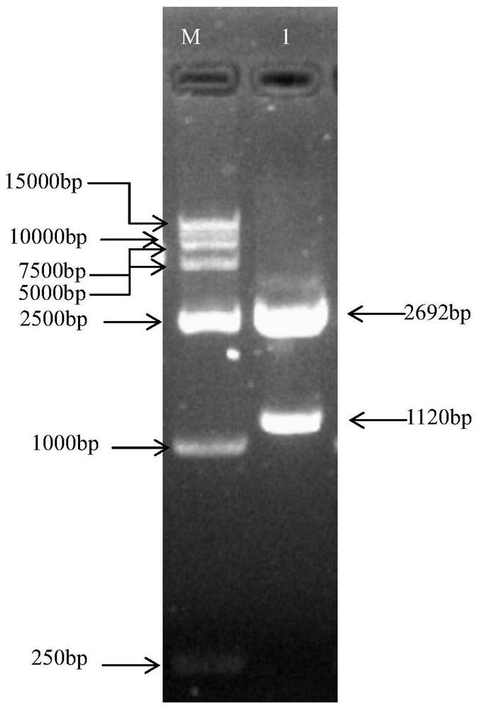 Construction and application of a bovine klf3 gene eukaryotic overexpression vector