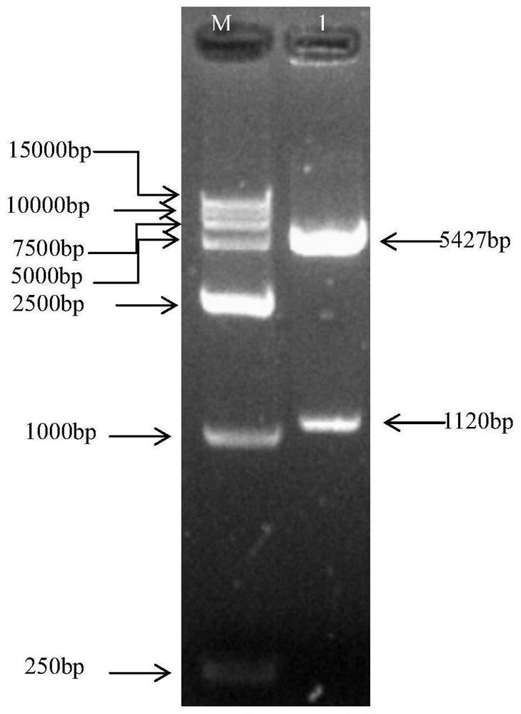 Construction and application of a bovine klf3 gene eukaryotic overexpression vector