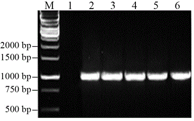 Salmonella paratyphi ompN gene prokaryotic expression system and application of recombination expression protein thereof