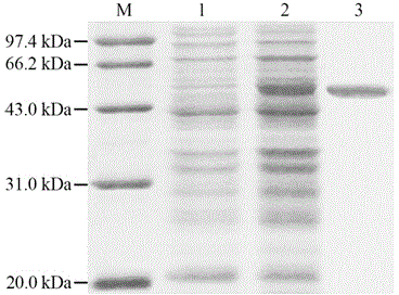 Salmonella paratyphi ompN gene prokaryotic expression system and application of recombination expression protein thereof