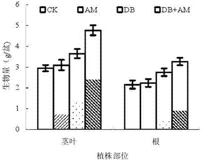 Multifunctional microorganism soil repairing agent as well as preparation and application thereof