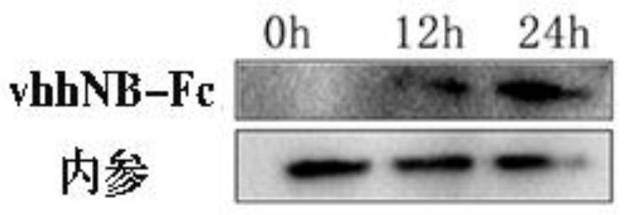 Light-regulated virus propagation system and construction method and application thereof