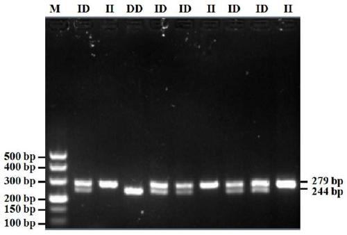 A detection method and application of boar kdm5b gene insertion/deletion polymorphism