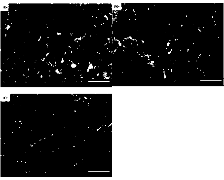 A kind of process method of modified HBN filled cyanate resin-based composite material